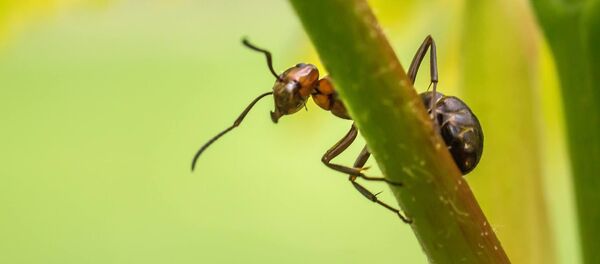 Una hormiga, imagen referencial - Sputnik Mundo