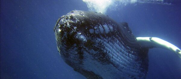 Ballenas jorobadas - Sputnik Mundo