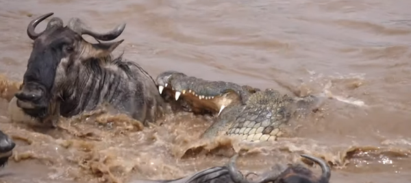 Un ñu juega a la ruleta rusa con un cocodrilo y acaba ganando - Sputnik Mundo