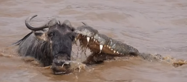 Un ñu juega a la ruleta rusa con un cocodrilo y acaba ganando - Sputnik Mundo