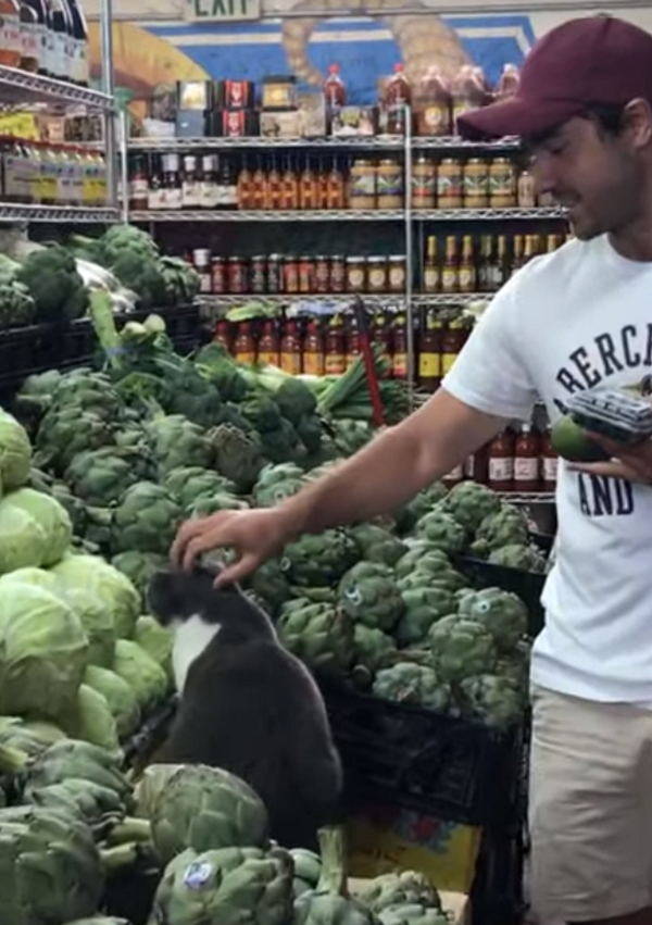 Así un gato va de compras sin pagar ni un centavo - Sputnik Mundo