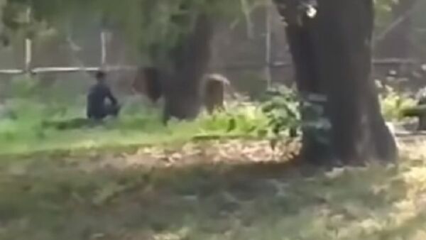 Un hombre irrumpe en el recinto de un león y mira lo que pasa - Sputnik Mundo