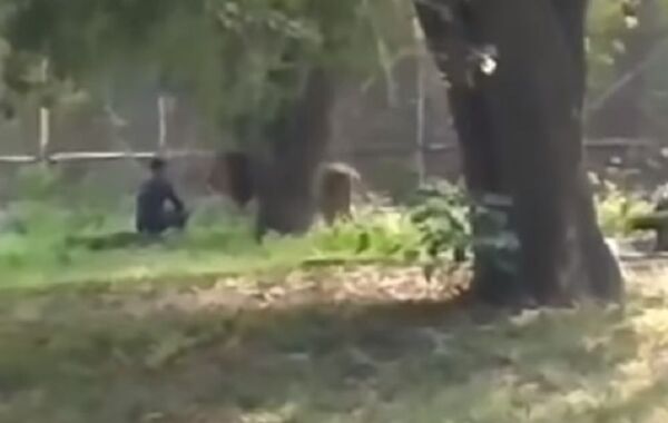 Un hombre irrumpe en el recinto de un león y mira lo que pasa - Sputnik Mundo