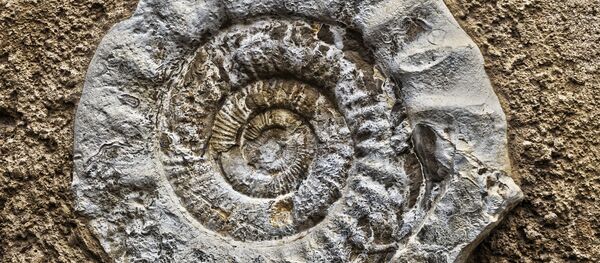 Fósil de un amonite - Sputnik Mundo