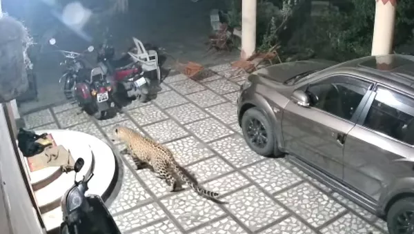 Un leopardo ataca a un perro que dormía tranquilamente en el patio de una casa