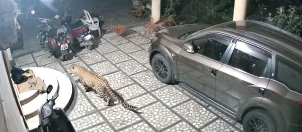 Un leopardo ataca a un perro que dormía tranquilamente en el patio de una casa - Sputnik Mundo
