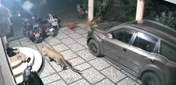 Impactante: un leopardo ataca a un perro que dormía tranquilamente en el patio de una casa Impactante: un leopardo ataca a un perro que dormía tranquilamente en el patio de una casa - Sputnik Mundo