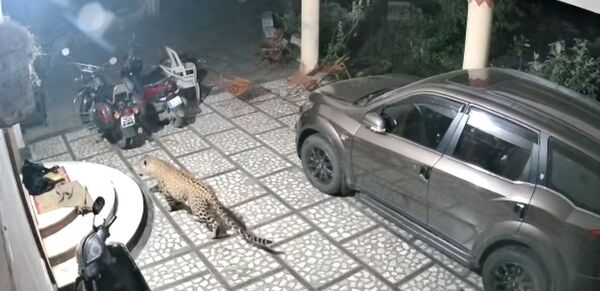 Impactante: un leopardo ataca a un perro que dormía tranquilamente en el patio de una casa - Sputnik Mundo