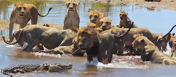 Un cocodrilo interfiere inesperadamente en el festín de unos leones Un cocodrilo interfiere inesperadamente en el festín de unos leones - Sputnik Mundo