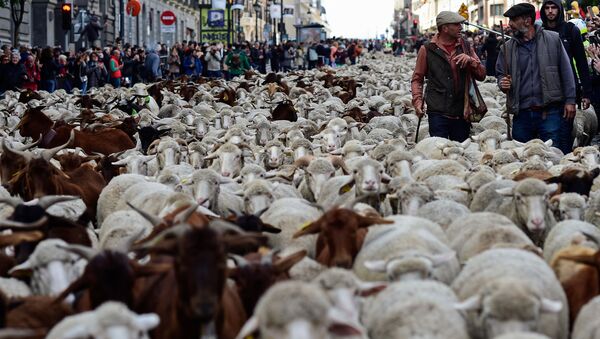 La Fiesta de la Trashumancia en Madrid - Sputnik Mundo