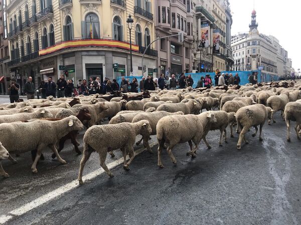 Una invasión de ovejas en Madrid: ¿qué hacen en el centro de la capital española? (vídeos) - Sputnik Mundo