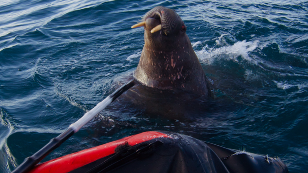 Pioneros rusos descubren nuevas tierras en un lugar remoto del planeta - Sputnik Mundo