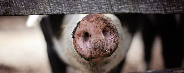 Un cerdo (imagen referencial) - Sputnik Mundo