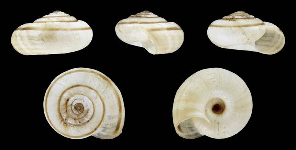 Descubre cómo un caracol causó pérdidas millonarias a Mercedes-Benz - Sputnik Mundo