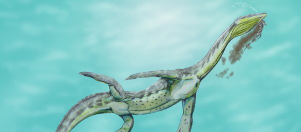 Recreación artística de un Ceresiosaurus calcagnii - Sputnik Mundo