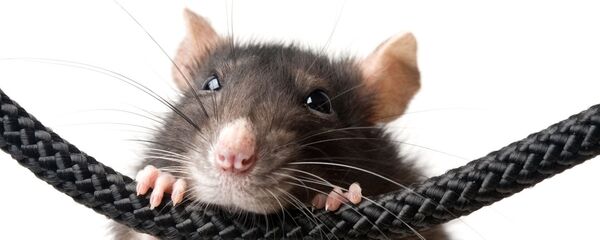Una rata, imagen referencial - Sputnik Mundo