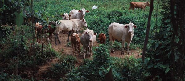 Una manada de vacas, imagen referencial - Sputnik Mundo