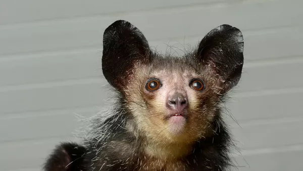 Un primate aye-aye - Sputnik Mundo