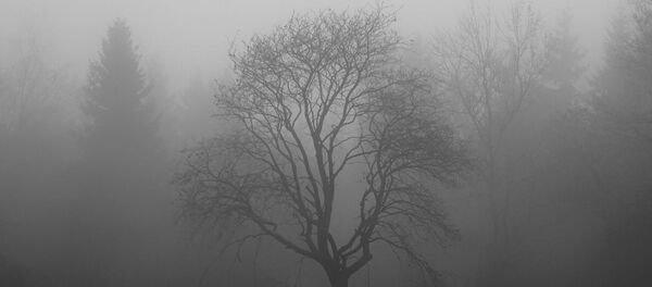 Un pantano en la niebla, imagen referencial - Sputnik Mundo