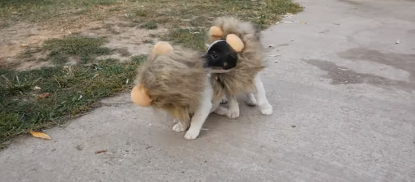 Este es el disfraz de Halloween perfecto para tu perro - Sputnik Mundo