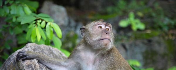 Un mono, foto de archivo - Sputnik Mundo