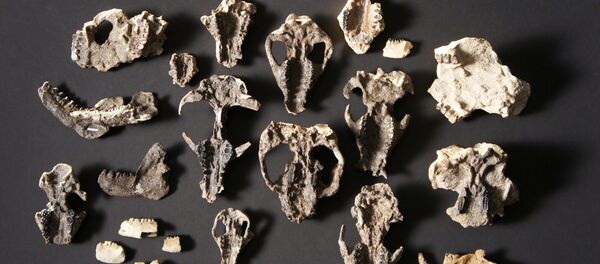 Los cráneos hallados en Corral Bluff - Sputnik Mundo