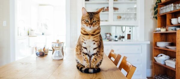 Un gato, foto de archivo - Sputnik Mundo