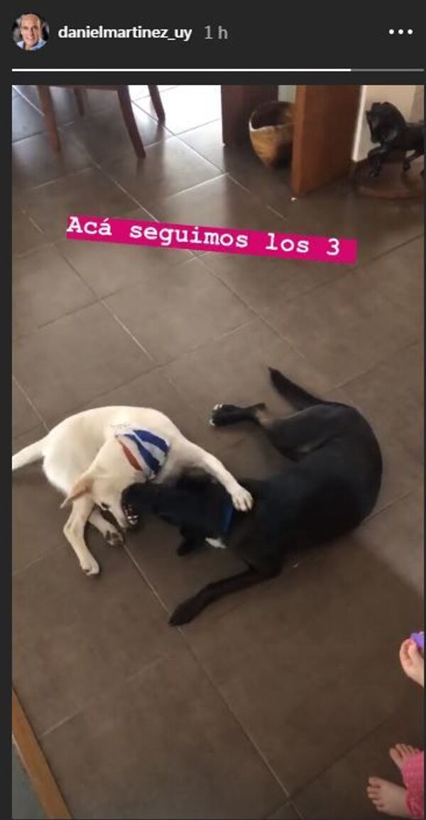 El candidato oficialista uruguayo también tiene a un perro cómo cábala | Foto El candidato oficialista uruguayo también tiene a un perro cómo cábala | Foto - Sputnik Mundo