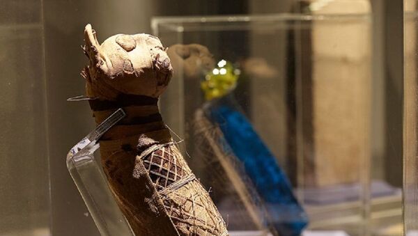 Momias felinas en Museo de Bellas Artes de la ciudad de Rennes, en la región de Bretaña, Francia - Sputnik Mundo
