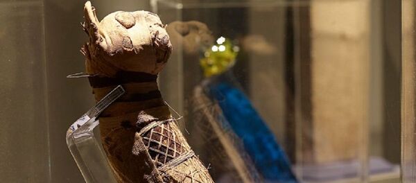 Momias felinas en Museo de Bellas Artes de la ciudad de Rennes, en la región de Bretaña, Francia - Sputnik Mundo