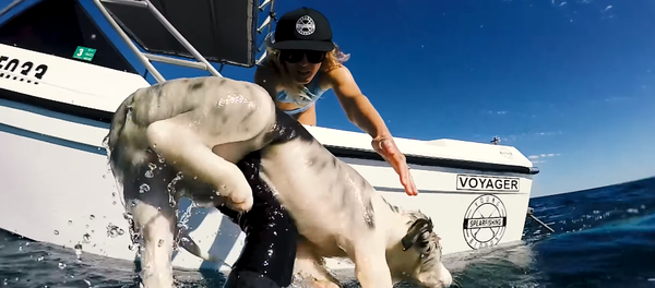 Un youtuber australiano impide que su perrito sea atacado por tiburones Un youtuber australiano impide que su perrito sea atacado por tiburones - Sputnik Mundo