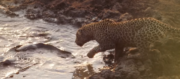 Un leopardo hambriento no le hace ascos a un bocado cenagoso Un leopardo hambriento no le hace ascos a un bocado cenagoso - Sputnik Mundo