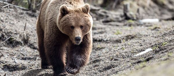 Un oso (archivo) Un oso (archivo) - Sputnik Mundo