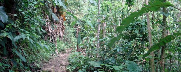 Selva peruana (imagen referencial) Selva peruana (imagen referencial) - Sputnik Mundo