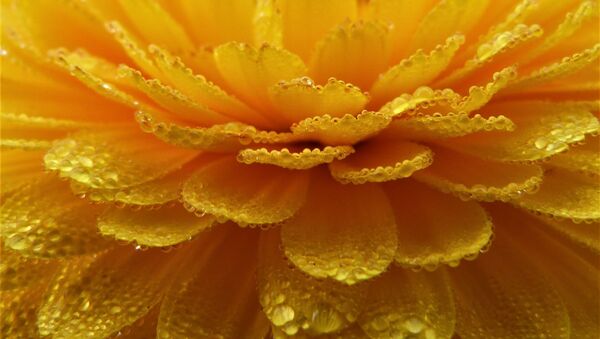 Flor de cempasúchil - Sputnik Mundo