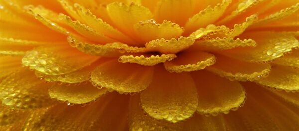 Flor de cempasúchil Flor de cempasúchil - Sputnik Mundo