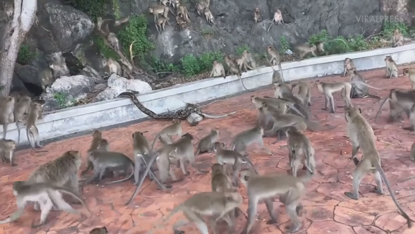 Una pitón estrangula a un mono ante las miradas desesperadas de su pandilla - Sputnik Mundo