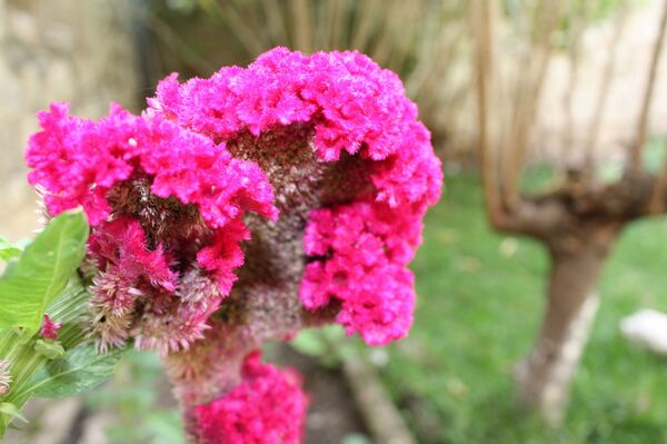 Cempasúchil, flor mexicana que embellece el camino al inframundo | Fotos - Sputnik Mundo