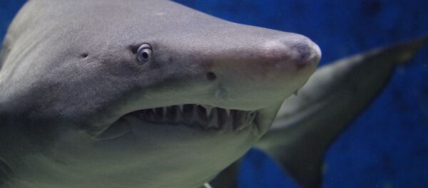 Un tiburón - Sputnik Mundo