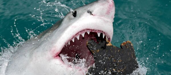 El ataque de un tiburón blanco a una maqueta de foca - Sputnik Mundo