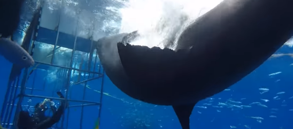 Un gran tiburón blanco mete la pata y provoca caos submarino  - Sputnik Mundo