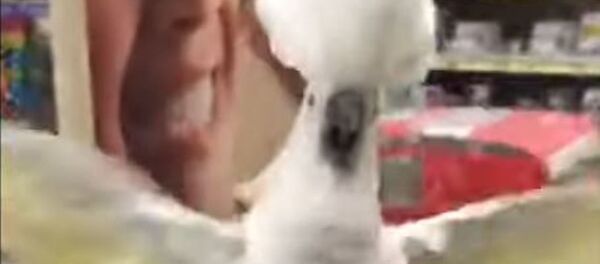 Una cacatúa pierde los estribos al plantar cara a unos gatos Una cacatúa pierde los estribos al plantar cara a unos gatos - Sputnik Mundo