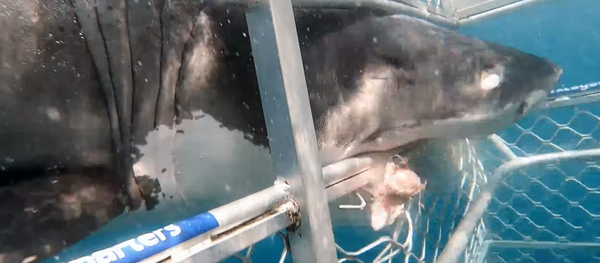 Un enorme tiburón se estrella de cabeza en una jaula de buceo - Sputnik Mundo