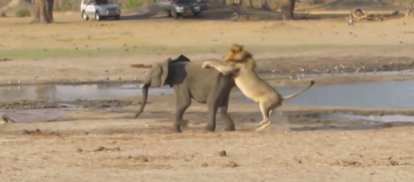 Un león no deja ninguna oportunidad a un pequeño elefante - Sputnik Mundo