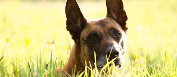 Pastor belga malinois Pastor belga malinois - Sputnik Mundo