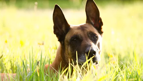 Pastor belga malinois