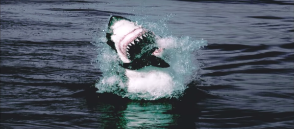 El ataque de un tiburón a unos lobos marinos  - Sputnik Mundo