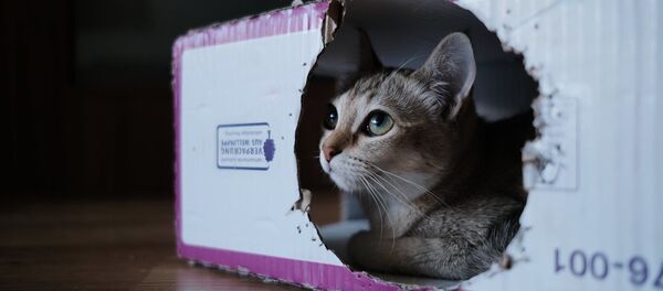 Un gato en una caja Un gato en una caja - Sputnik Mundo