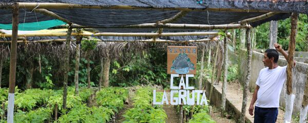 Un participante del programa 'Sembrando vida' - Sputnik Mundo