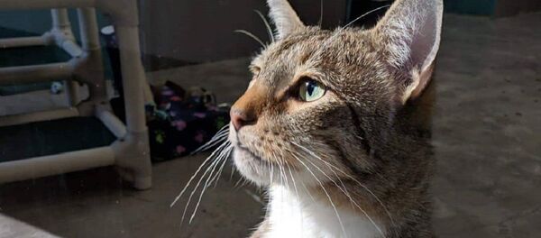El gatito Quilty - Sputnik Mundo